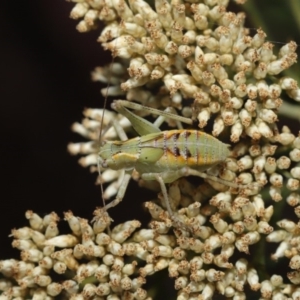 Caedicia simplex at Hackett, ACT - 17 Dec 2019 11:52 AM