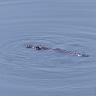 Ornithorhynchus anatinus (Platypus) at Bega, NSW - 18 Dec 2019 by MatthewHiggins