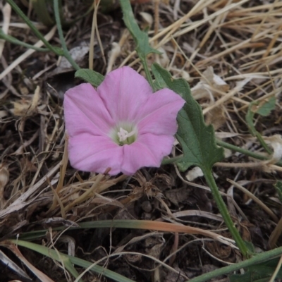 Convolvulus angustissimus subsp. angustissimus (Australian Bindweed) at Conder, ACT - 16 Dec 2019 by michaelb