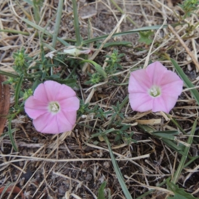 Convolvulus angustissimus subsp. angustissimus (Australian Bindweed) at Gordon, ACT - 17 Dec 2019 by MichaelBedingfield