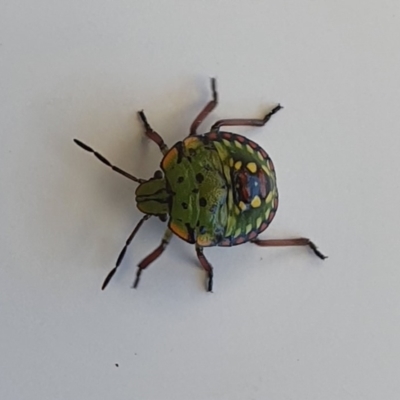 Nezara viridula (Green vegetable bug) at Wallaga Lake, NSW - 16 Dec 2019 by Volplana