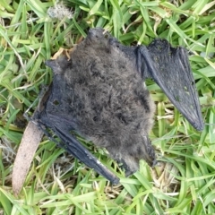 Nyctophilus sp. (genus) (A long-eared bat) at Wallaga Lake, NSW - 16 Dec 2019 by Volplana