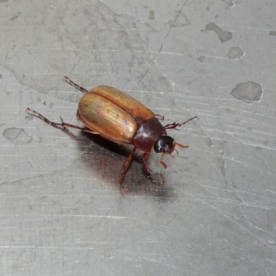 Sericesthis geminata (Pruinose scarab) at Barton, ACT - 15 Dec 2019 by RodDeb
