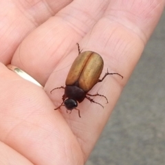 Sericesthis geminata at Barton, ACT - 15 Dec 2019