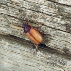 Sericesthis geminata at Barton, ACT - 15 Dec 2019