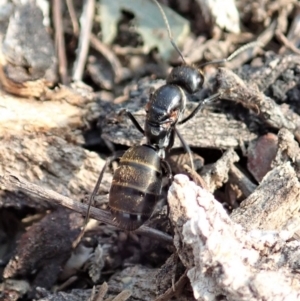 Camponotus aeneopilosus at Dunlop, ACT - 17 Dec 2019