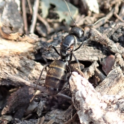 Camponotus aeneopilosus (A Golden-tailed sugar ant) at Mount Painter - 17 Dec 2019 by CathB