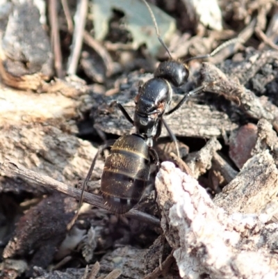 Camponotus aeneopilosus (A Golden-tailed sugar ant) at Dunlop, ACT - 17 Dec 2019 by CathB