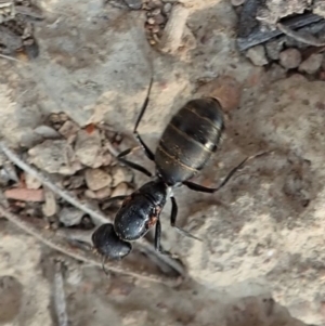 Camponotus aeneopilosus at Dunlop, ACT - 17 Dec 2019