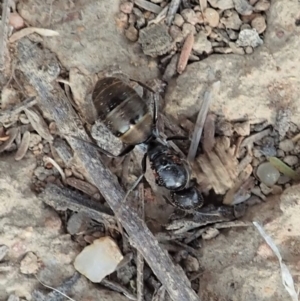 Camponotus aeneopilosus at Dunlop, ACT - 17 Dec 2019
