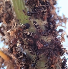 Papyrius nitidus (Shining Coconut Ant) at Dunlop, ACT - 16 Dec 2019 by CathB