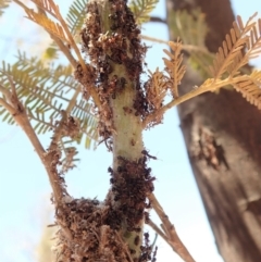 Papyrius nitidus at Dunlop, ACT - 16 Dec 2019