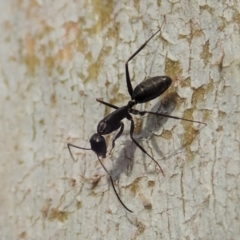 Camponotus sp. (genus) (A sugar ant) at Cook, ACT - 13 Dec 2019 by CathB