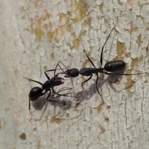 Camponotus sp. (genus) at Cook, ACT - 13 Dec 2019 05:08 PM