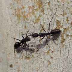 Camponotus sp. (genus) at Cook, ACT - 13 Dec 2019