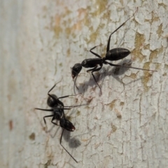 Camponotus sp. (genus) at Cook, ACT - 13 Dec 2019