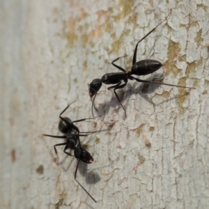 Camponotus sp. (genus) at Cook, ACT - 13 Dec 2019 05:08 PM