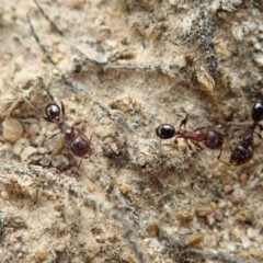 Pheidole sp. (genus) (Seed-harvesting ant) at Cook, ACT - 8 Dec 2019 by CathB