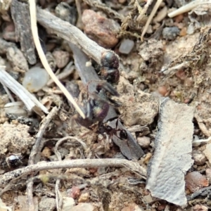 Pheidole sp. (genus) at Cook, ACT - 8 Dec 2019