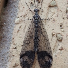 Glenoleon pulchellus (Antlion lacewing) at Cook, ACT - 17 Dec 2019 by CathB