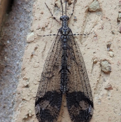 Glenoleon pulchellus (Antlion lacewing) at Cook, ACT - 17 Dec 2019 by CathB