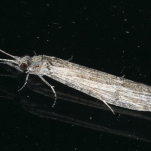 Triplectides sp. (genus) at Ainslie, ACT - 17 Dec 2019