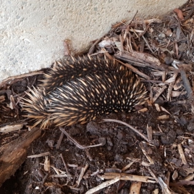 Tachyglossus aculeatus (Short-beaked Echidna) at Australian National University - 18 Dec 2019 by jpittock