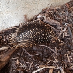 Tachyglossus aculeatus (Short-beaked Echidna) at Acton, ACT - 18 Dec 2019 by jpittock
