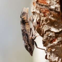 Stenocotis depressa (Leafhopper) at Acton, ACT - 1 Dec 2019 by rawshorty