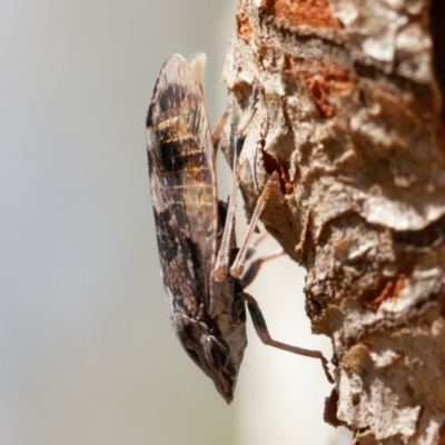 Stenocotis depressa (Leafhopper) at Acton, ACT - 30 Nov 2019 by rawshorty