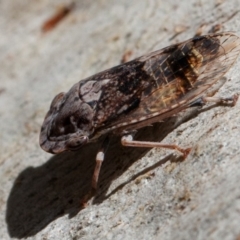 Stenocotis depressa at Acton, ACT - 1 Dec 2019