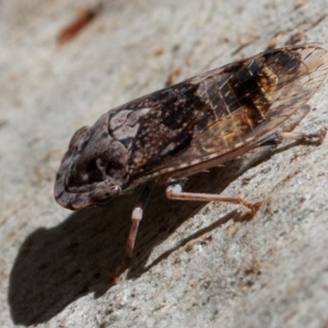 Stenocotis depressa at Acton, ACT - 1 Dec 2019 09:38 AM