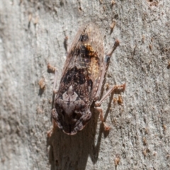 Stenocotis depressa at Acton, ACT - 1 Dec 2019