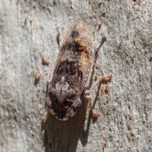 Stenocotis depressa at Acton, ACT - 1 Dec 2019