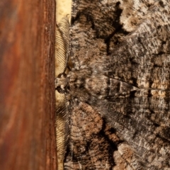 Unplaced externaria (Mahogany Bark Moth) at Symonston, ACT - 1 Dec 2019 by rawshorty