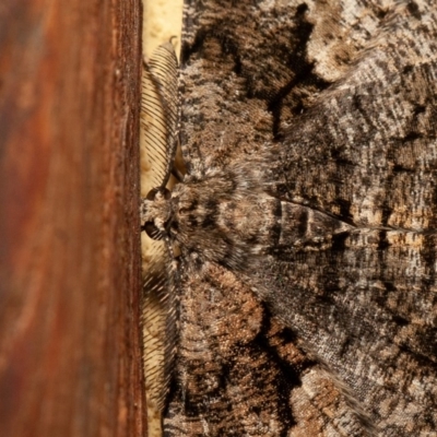 Unplaced externaria (Mahogany Bark Moth) at Symonston, ACT - 1 Dec 2019 by rawshorty