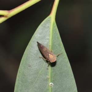 Brunotartessus fulvus at Acton, ACT - 17 Dec 2019