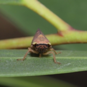 Brunotartessus fulvus at Acton, ACT - 17 Dec 2019