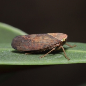 Brunotartessus fulvus at Acton, ACT - 17 Dec 2019 01:01 PM