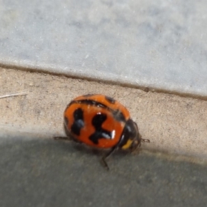 Coccinella transversalis at Reid, ACT - 15 Dec 2019