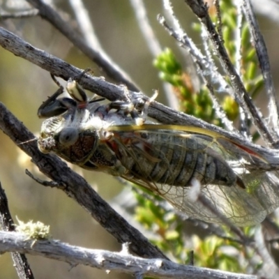 Myopsalta bassiana (Bassian Buzzer) at Theodore, ACT - 24 Nov 2019 by owenh