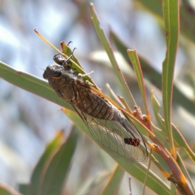 Galanga labeculata (Double-spotted cicada) at Theodore, ACT - 11 Dec 2019 by owenh