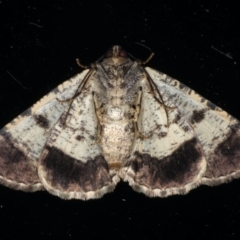 Cryphaea xylina (Woodland Geometrid) at Ainslie, ACT - 17 Dec 2019 by jb2602