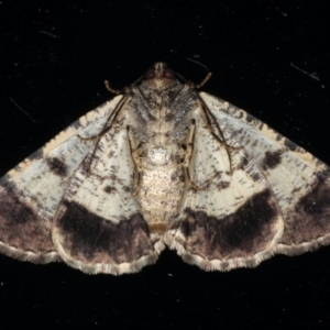 Cryphaea xylina at Ainslie, ACT - 17 Dec 2019