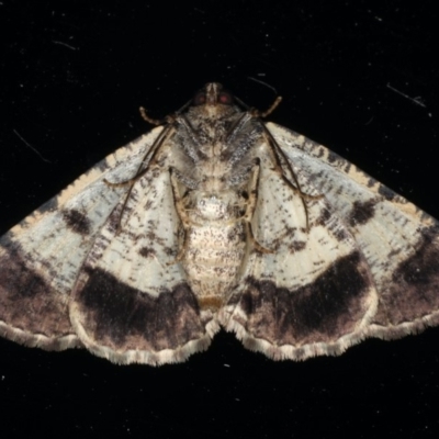 Cryphaea xylina (Woodland Geometrid) at Ainslie, ACT - 17 Dec 2019 by jbromilow50