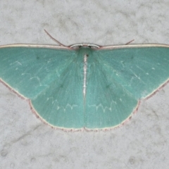 Chlorocoma dichloraria (Guenee's or Double-fringed Emerald) at Ainslie, ACT - 17 Dec 2019 by jbromilow50