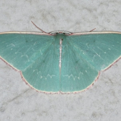 Chlorocoma dichloraria (Guenee's or Double-fringed Emerald) at Ainslie, ACT - 17 Dec 2019 by jb2602