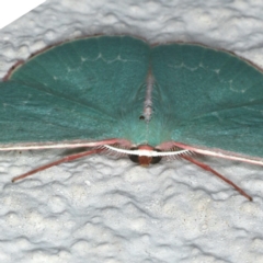 Chlorocoma dichloraria at Ainslie, ACT - 17 Dec 2019 09:15 PM