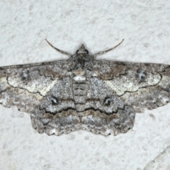 Cleora displicata (A Cleora Bark Moth (Boarmiini) at Ainslie, ACT - 17 Dec 2019 by jb2602