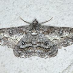 Cleora displicata (A Cleora Bark Moth) at Ainslie, ACT - 17 Dec 2019 by jb2602